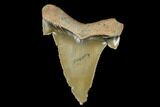 Serrated, Fossil Auriculatus Tooth - North Carolina #173786-1